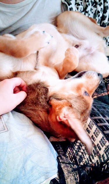 Вот так Леся просит почесать пузико с утра