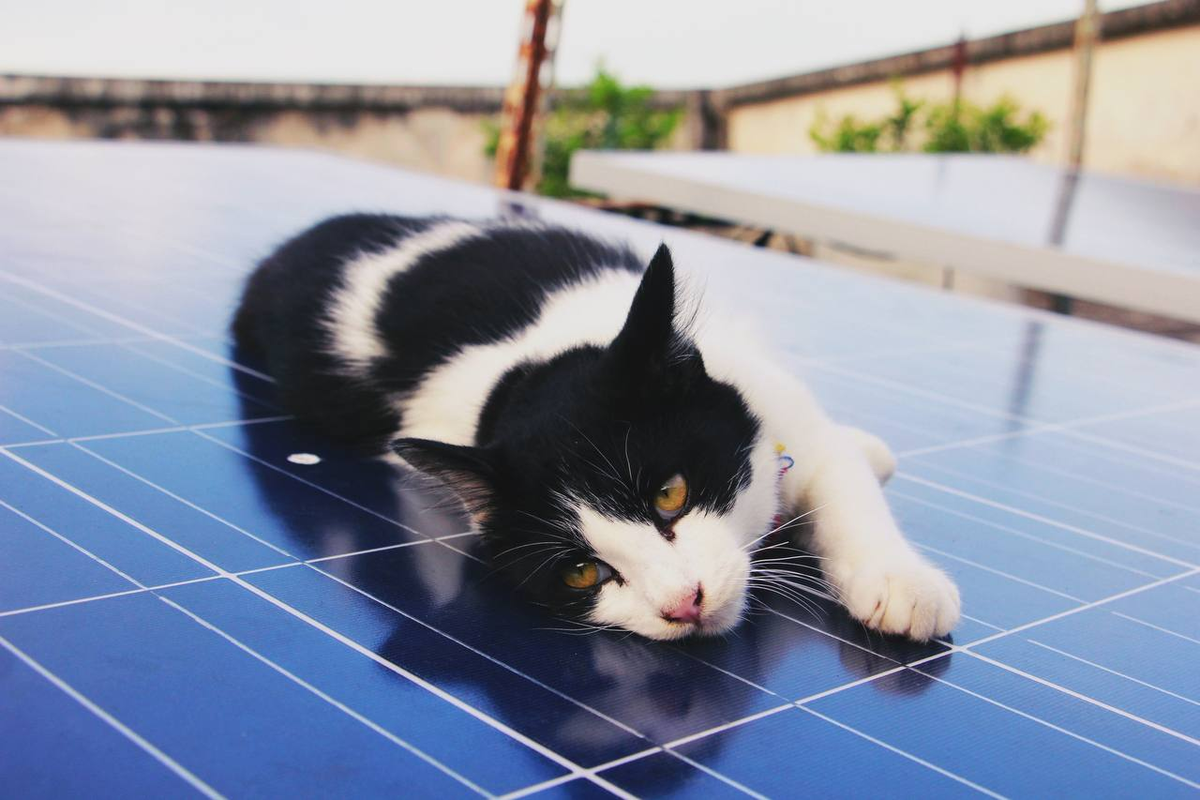 Котик наслаждается солнцем на солнечной панели 