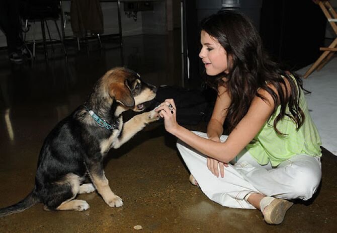 Знаменитости, которые спасли собак из приюта