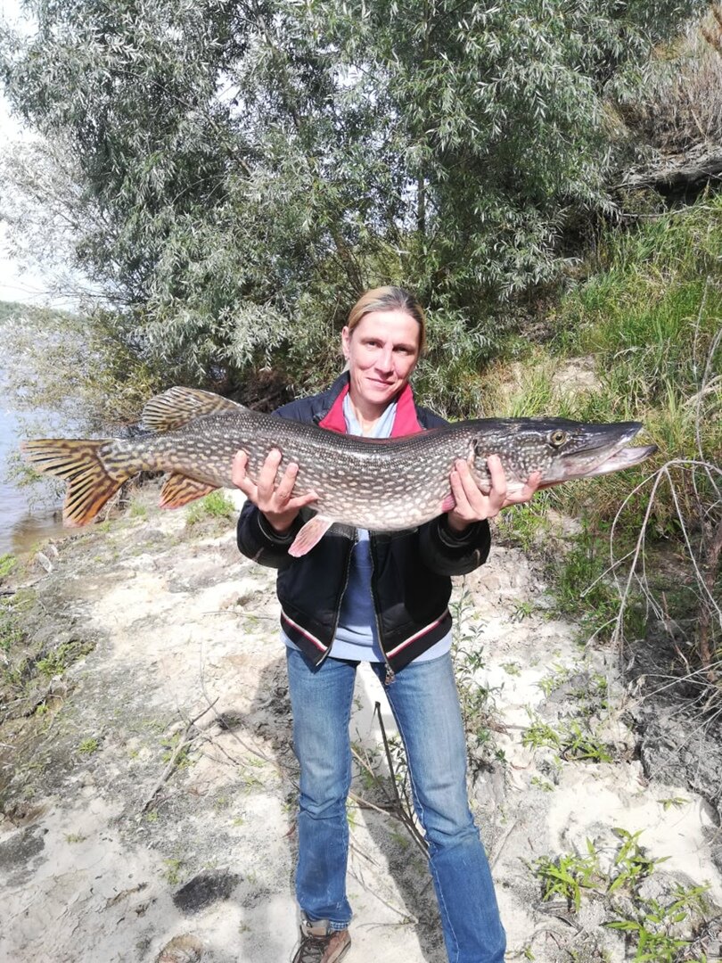 Не знаю как для Вас, но осень всегда наводит на меня тоску😔, хоть природа и одевается в золотые и багряные цвета. С приходом холодных дней и ночей, рыба🐟 становится более осторожной, и приходится подыскивать к ней ключик😉

 Итак, в этот раз мы вновь решили посетить Оку, но в Меленковском районе. Мой выбор остановился на участке реки с интересным рельефом дна. Вход в яму, чередующаяся гряда ракушки с песком, небольшие бровки, обратное течение, и колонны дрейссены🐚... Идеальное место для обитания леща🐟, подумала я🤔
В этот раз я не забыла прихватить и спининг, начиталась постов о ночной охоте на судаков, и решила таки, испытать удачу😁

Приехали, как обычно ближе к полуночи. Отыскали это самое место, спустились, закинули пару донок в ожидании сомика, но увы, чуда не произошло.
🌤Утро началось с пробивания дна (рельеф известен только по карте, а более подробное изучение возможно с помощью маркера, ну или хорошего эхолот 3d,к сожалению у меня его нет🙃). Нашла интересные на мой взгляд дистанции, заклипсовала, и первые закормочные кормушки отправились в выбранную точку. Прикормка Дунаев крупный лещ, Середа чёрная, и остатки фишка шоколад. Плюс добавляла кашу приготовленную с утра🍲.

Не знаю, что именно я делала не по фэн-шую, но в этот раз ни какие эксперименты не работали🤔. Несколько невнятных поклевок, а иногда молча, не тревожа квивертипа, 🐟Рыбка снимала насадку, я так полагаю, как в лучших ресторанах используя🍴
Решила сменить тактику, снарядила спининг, и перешла немного ниже, покидать резиновую рыбку, но так как спинингуи из меня никакой🤣, после трех обрывов, решила сделать паузу и выпить чашечку кофе☕. В это время на то самое место, где я только что кидала резиновую приманку, подплывает 🛶 спинингист, и на втором забросе (вот именно туда, вдоль берега) у него происходит поклевка! Борьба, я возвращаюсь на свое место и наслаждаюсь вываживанием монстра...🐬 Спининг в дугу, фрикцион жужжит, мужчина не намерен просто так сдаваться, мы в ожидании не менее его! Эта рыбина начинает хитрить, обходя лодку с разных сторон... Зрелище как в лучших триллерах😆😆😆.

И вот, после продолжительной борьбы, красавица щука в подсаке и в лодке! Ну и конечно в последствии на берегу и у меня в руках! Для фотосессии😁. Для тех кто задавал вопросы - эту красавицу поймала не я😔
Но, адреналина хватанули и мы🔥🔥🔥, это нужно видеть, чтобы понять😉

Подводя итоги рыбалки, можно сказать только то, что в этот раз это был просто отдых на берегу! С приятными эмоциями, удивительным зрелищем, и новыми знакомствами🤗

Несколько ершиков, окунек, сопа, густера... Всё отправлены в родную стихию, (за исключение пары рыбок в том числе и окунь, которые оказались уж очень жадными)
Свой трофей я ещё поймаю, всё впереди😁😊
Всем Добра, Здоровья и Всех Благ!
И до встреч на берегу 😉

#река #ночнаярыбалка #отдых #отдыхнаприроде #ока #красота #рыбалка #рыбалканаоке #щука #окскийтрофей 