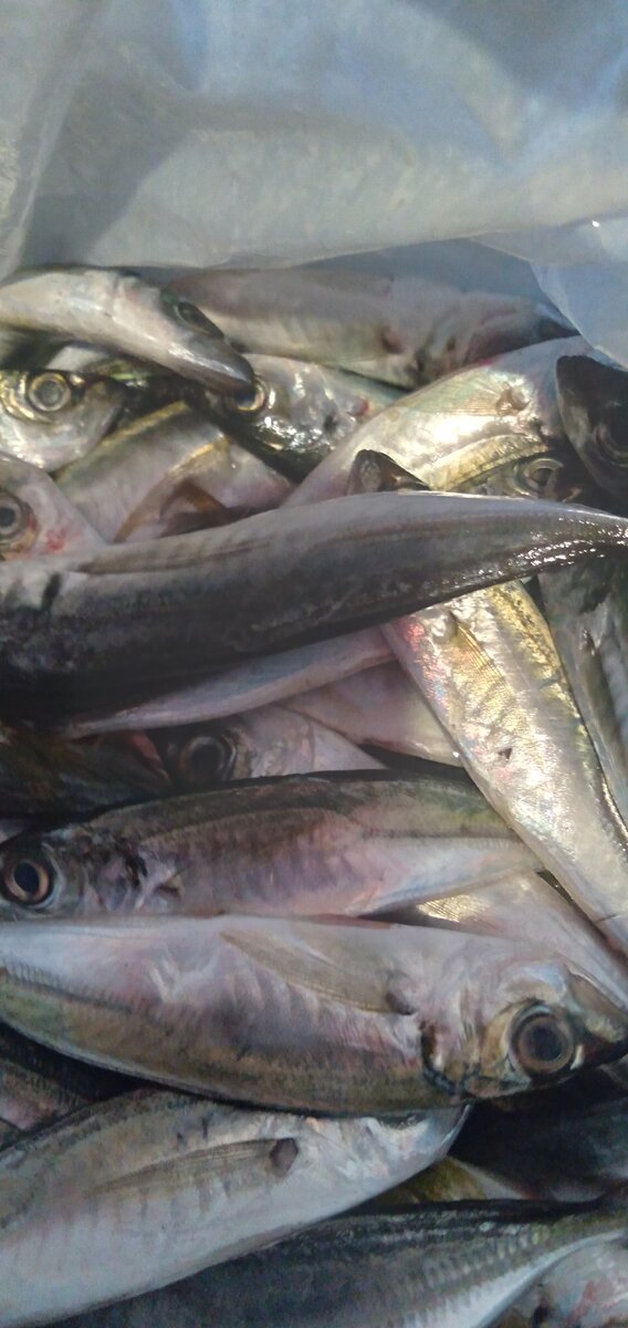 Ставрида (istavrid)