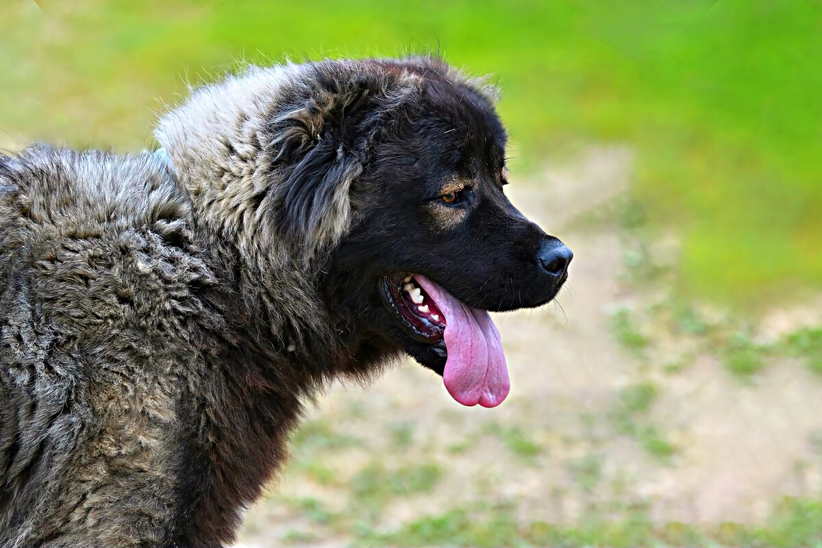 Молодой кавказец