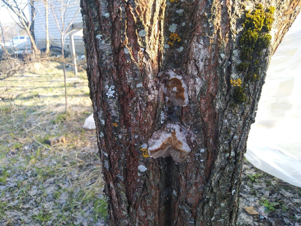 Ствол дерева, которое последние 5 лет не белилось. Кора в трещинах, в стволе поселился гриб.