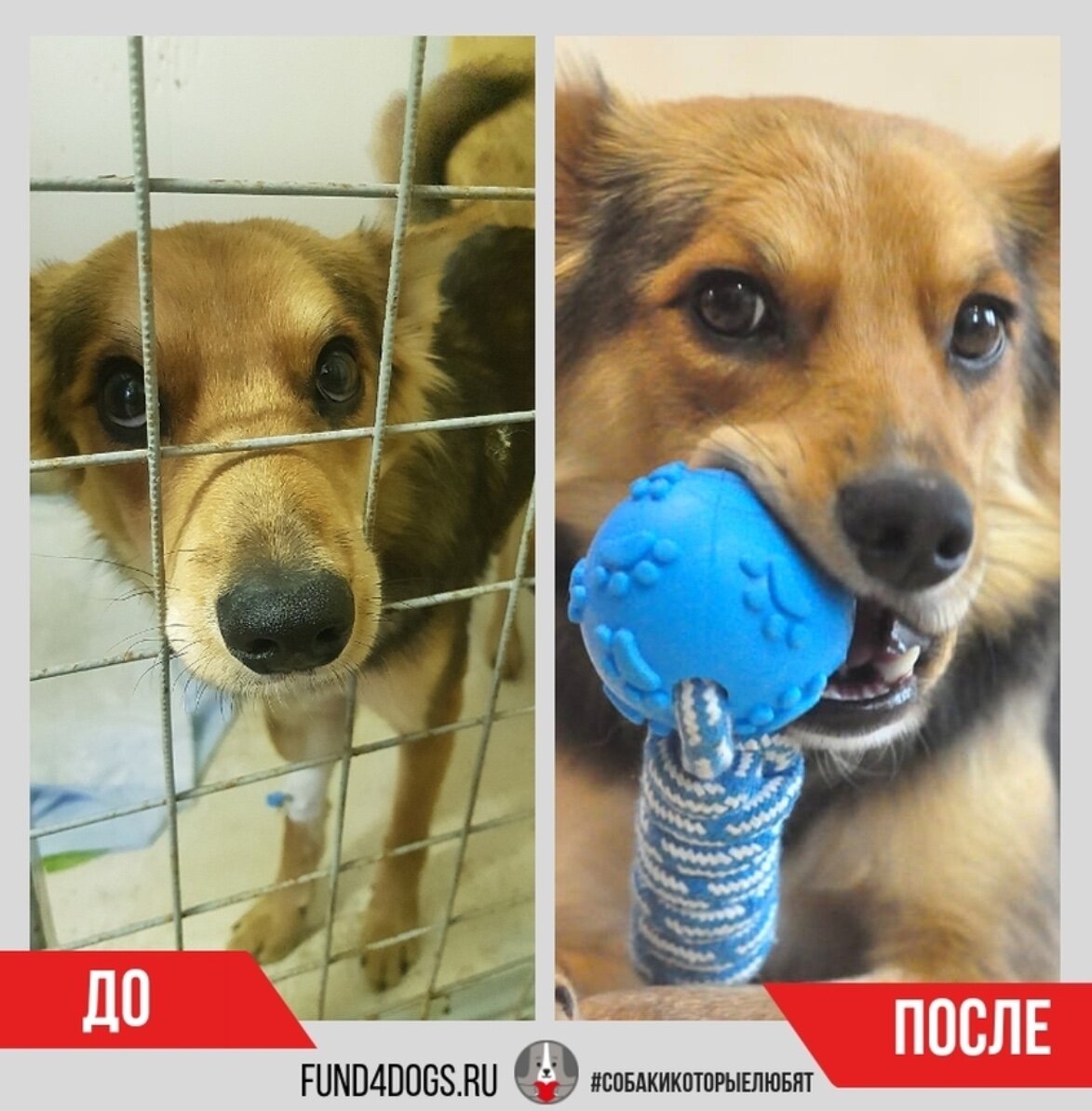 Фокс- выживший и нашедший дом