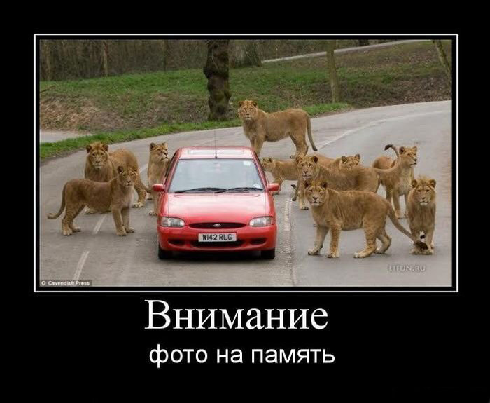 Взято из Яндекс Картинки