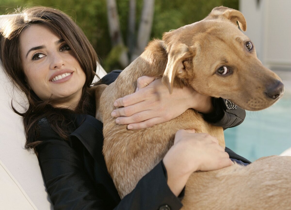 Знаменитые веймаранеры - питомцы и музы звезд России и мира