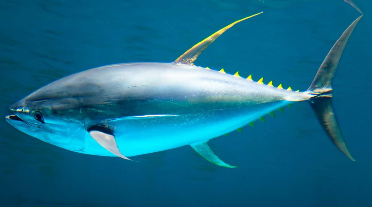 Тунец fish. Желтопёрый тунец. Желтопёрый тунец Thunnus Albacares. Тунец Yellowfin. Тихоокеанский голубой тунец.