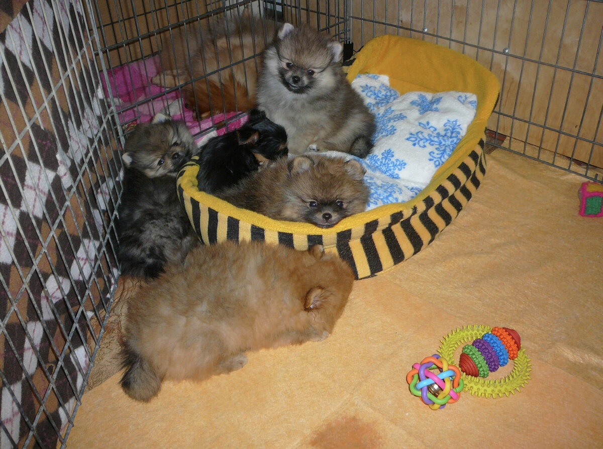 Это фотография из питомника. Талисман у стеночки