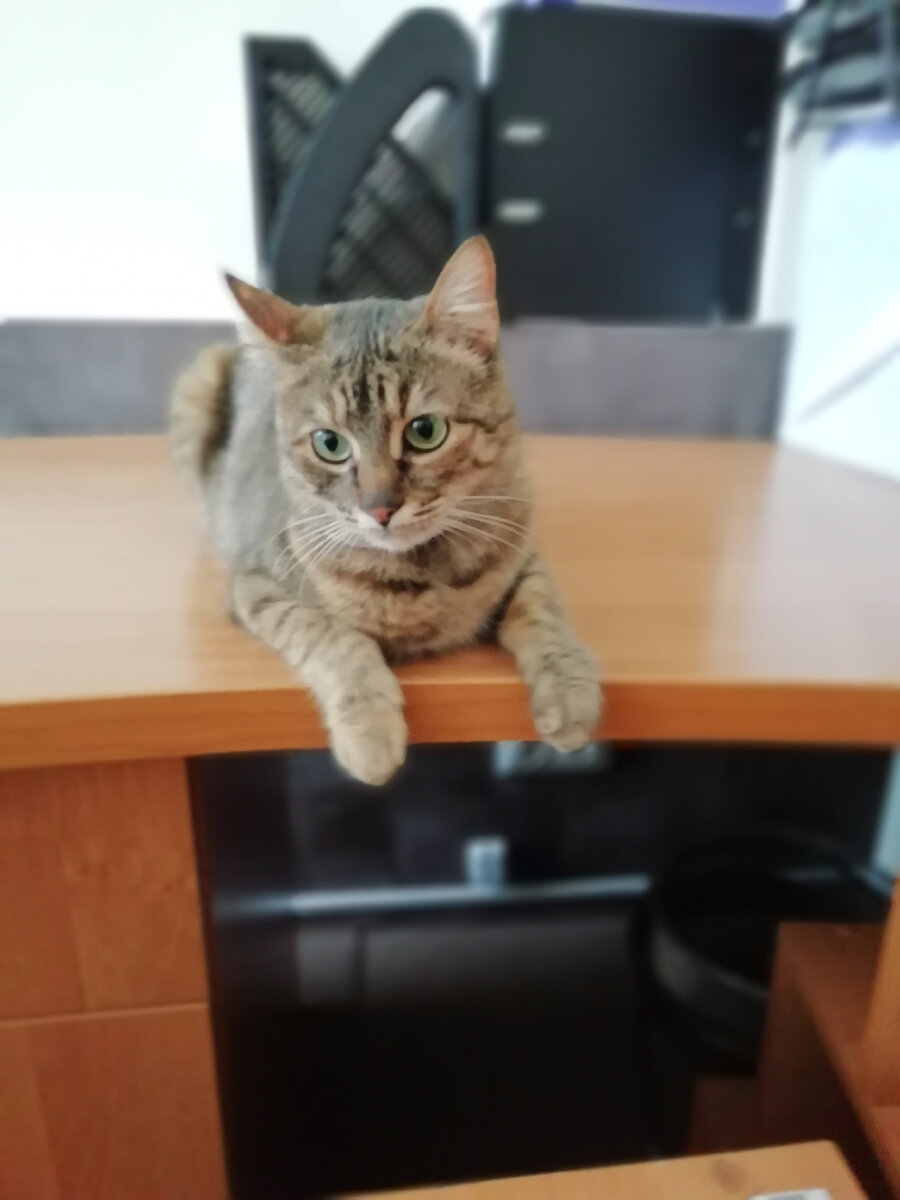 Это моя кошка Асюня
