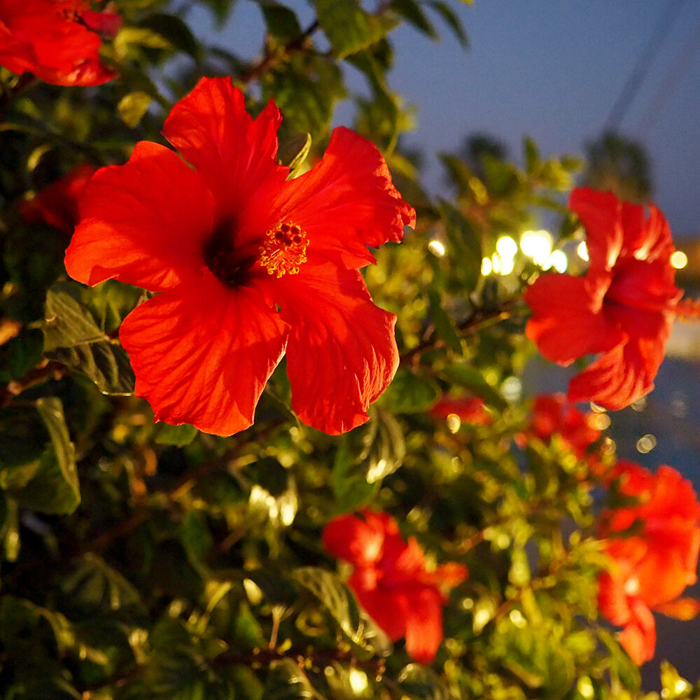 Гибискус. Фото для привлечения внимания