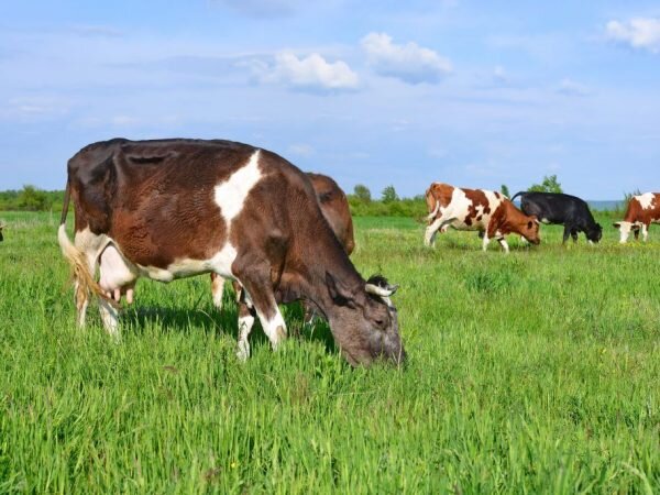 Нодулярный дерматит у КРС: причины, симптомы и лечение | компания NITA-FARM