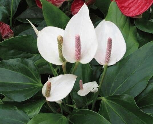   Spathiphyllum -              