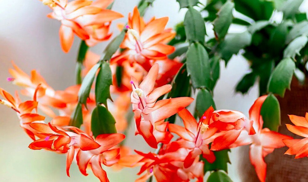 Поливаем Декабриста правильно