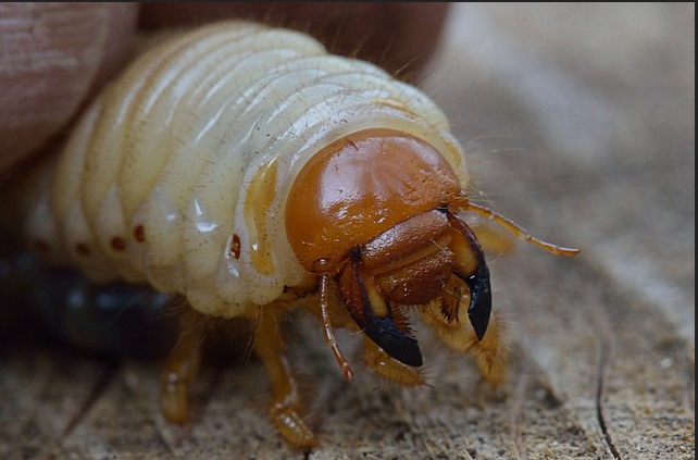 Личинка майского жука. Фото: Rasbak. Источник: commons.wikimedia.org, лицензия Creative Commons Attribution-Share Alike 3.0 Unported