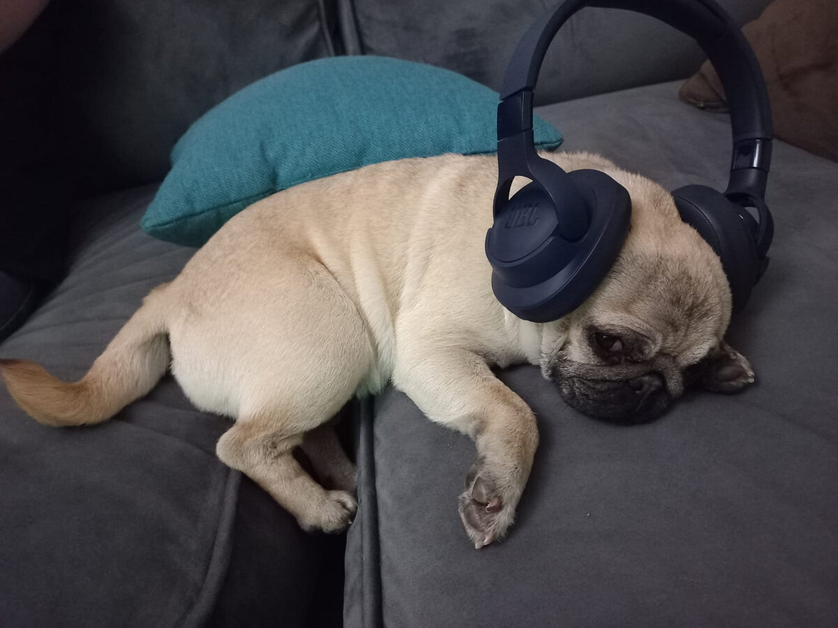 Вот один из примеров моего мопсика: