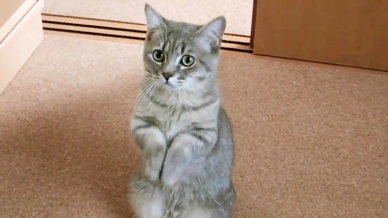 ÐÐ¾ÑÐºÐ° â ÑÐ°Ð¼ÑÐ¹ Ð¾Ð¿ÑÑÐ½ÑÐ¹ Ð½Ð°Ñ ÑÐ¾ÑÐµÐ´. ÐÐ½Ð° Ð¶Ð¸Ð²ÑÑ Ð¿Ð¾Ð´ Ð¾Ð´Ð½Ð¾Ð¹ ÐºÑÑÑÐµÐ¹ Ñ ÑÐµÐ»Ð¾Ð²ÐµÐºÐ¾Ð¼ Ð¾ÐºÐ¾Ð»Ð¾ 10000 Ð»ÐµÑ.-7