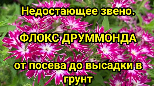 Недостающее звено. ФЛОКС ДРУММОНДА от посева до высадки в грунт