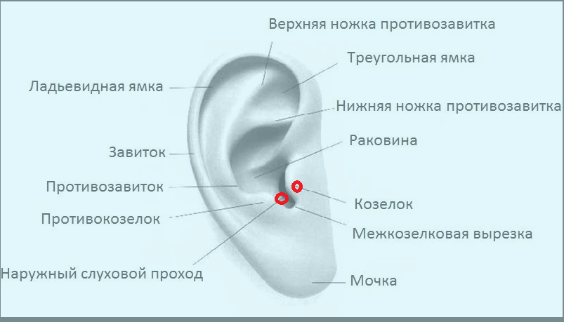 Уши какая система. Козелок ушной раковины анатомия. Завиток противозавиток козелок противокозелок мочка уха. Добавочный козелок ушной раковины. Точки на ушах.