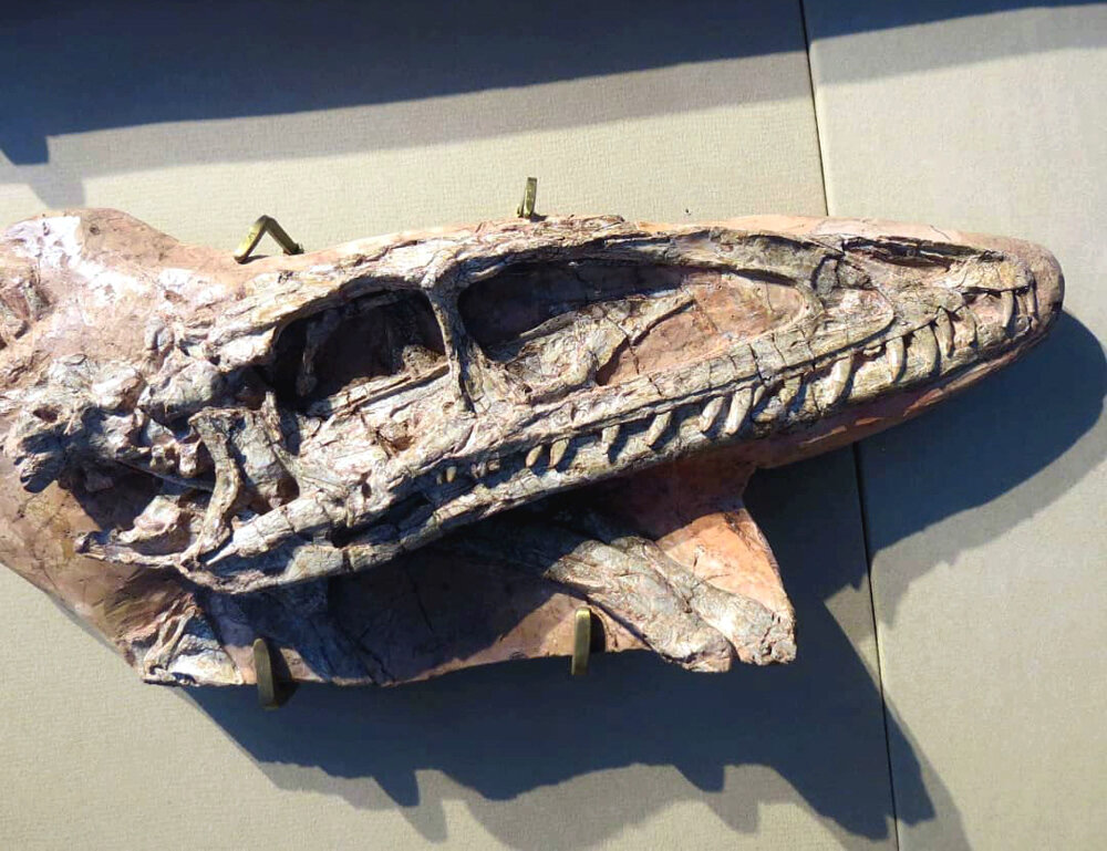 Ископаемый череп целофиза.