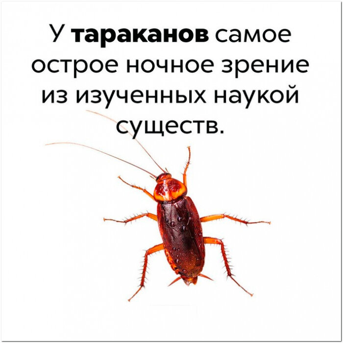Факты о тараканах 👍🏻