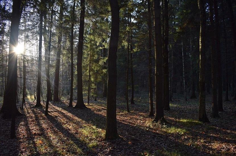 Лес в Одинцовском округе. Источник: Википедия