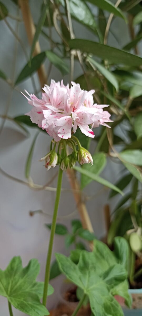 Пеларгония Richard Hodgson