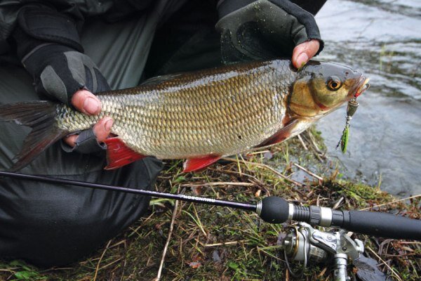 Пойманый язь 