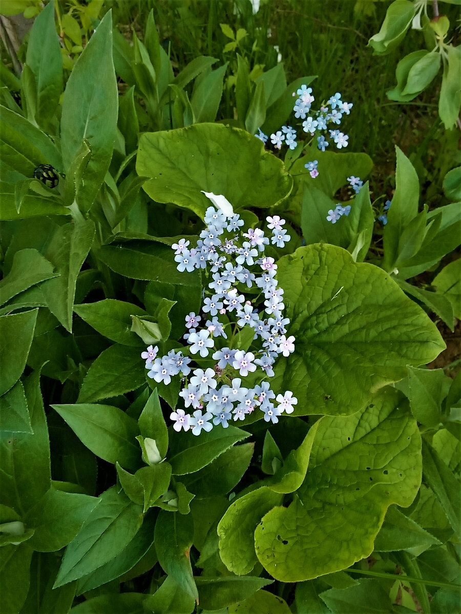 Незабудки. Фото автора канала.