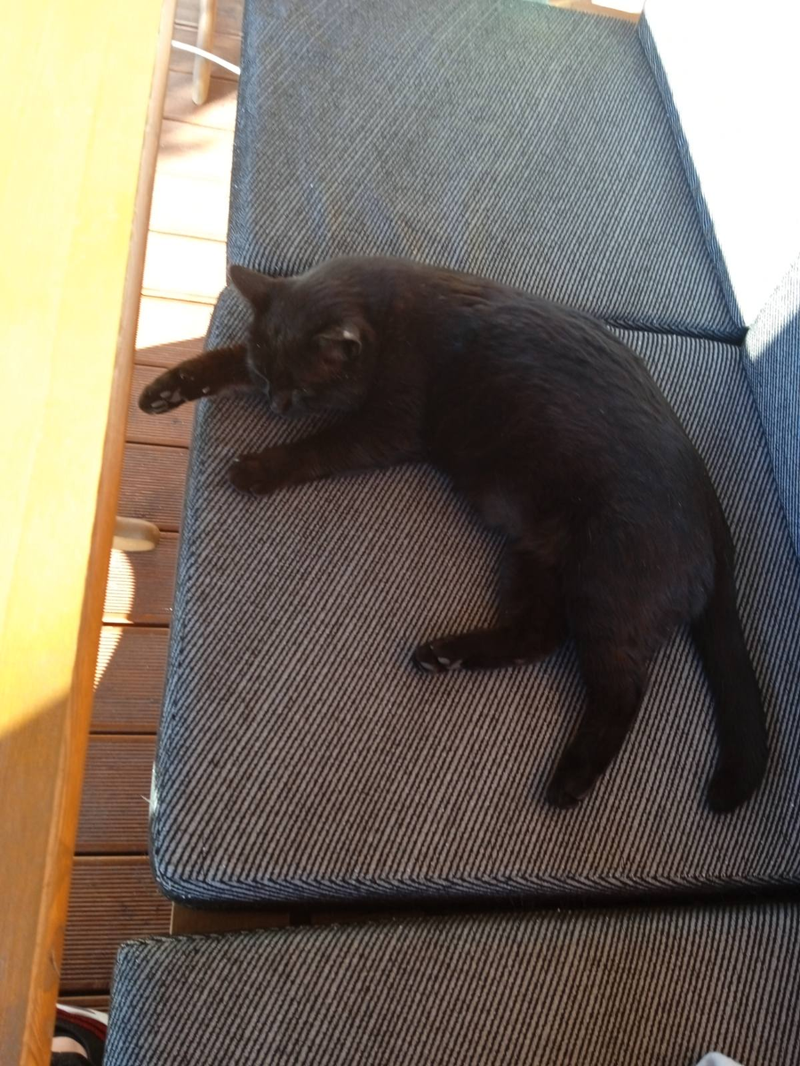 Томас. 7.3 кг чистого кошачьего веса.