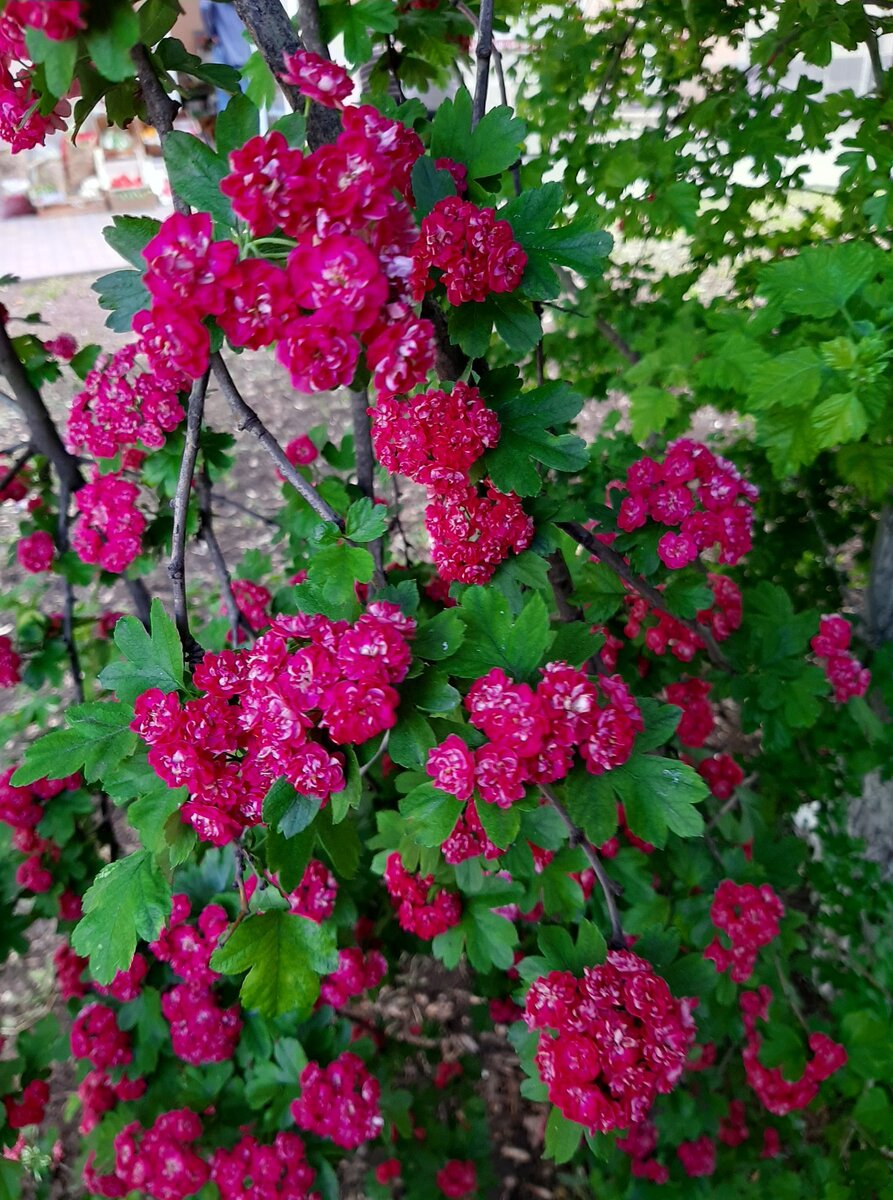 Красный боярышник