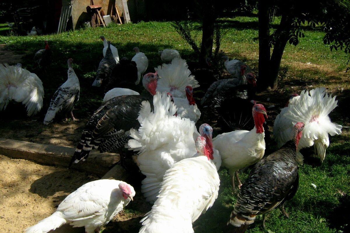 Разведение индюков дело прибыльное (фото с сайта invclub.ru)