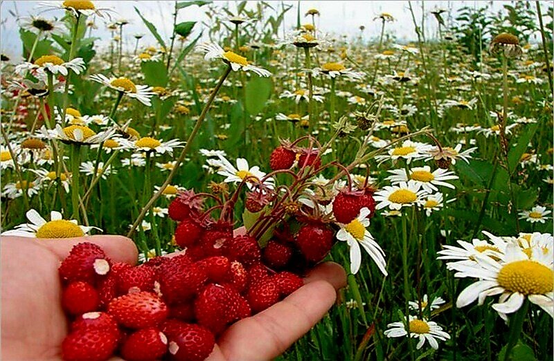 Ромашки и клубника картинки