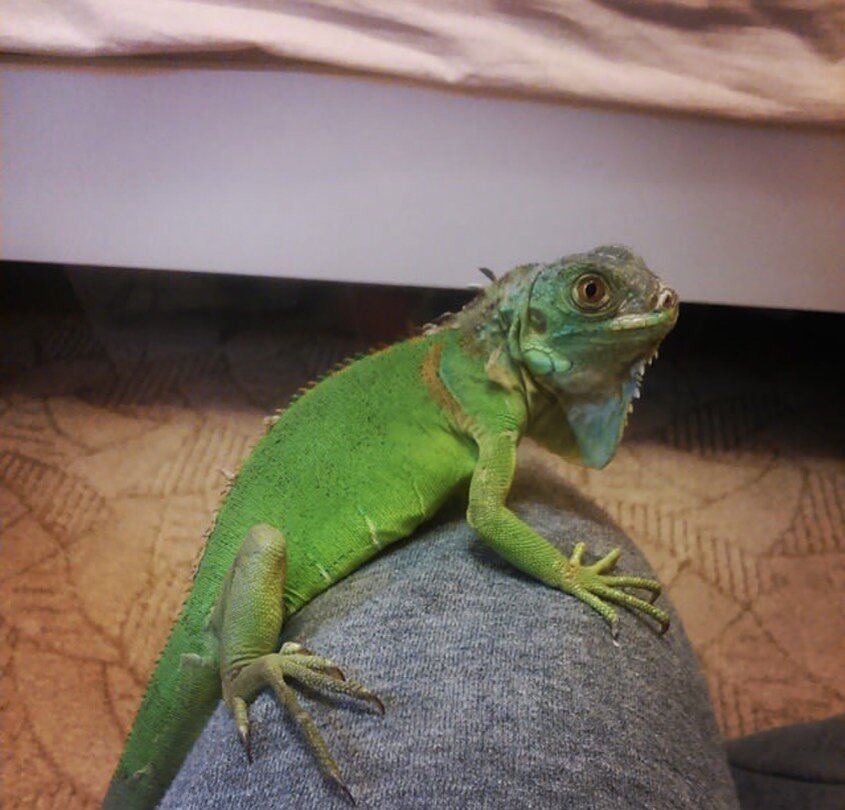 головастик:)