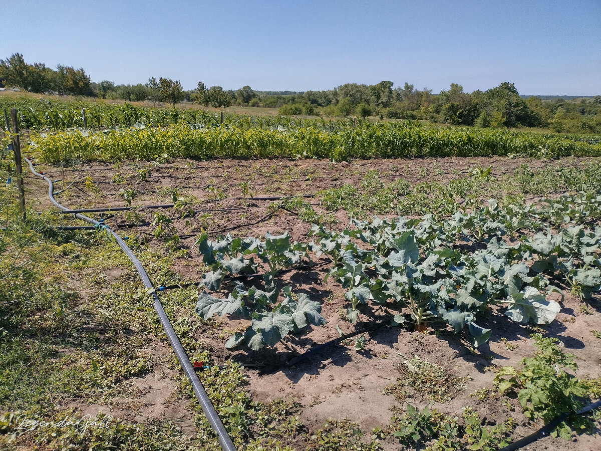И под капустой, и через все помидоры
