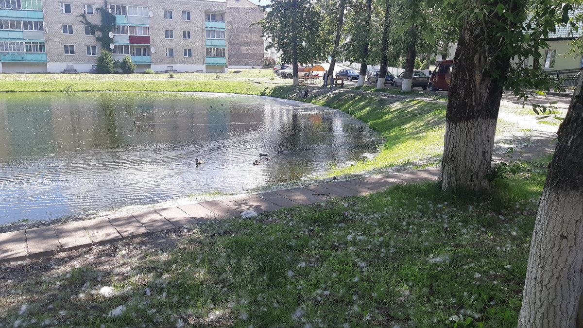 Пруд с утками напротив усадьбы