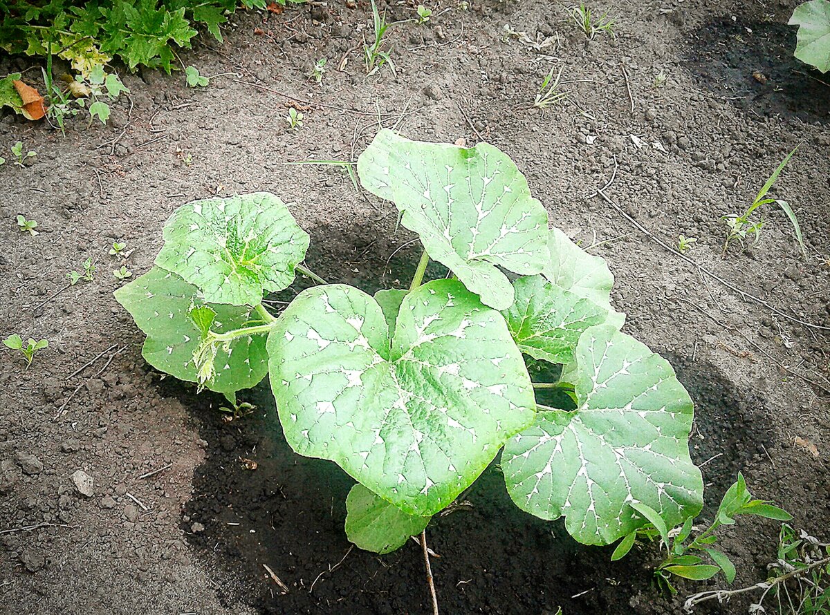 Тыква "Прикубанская"