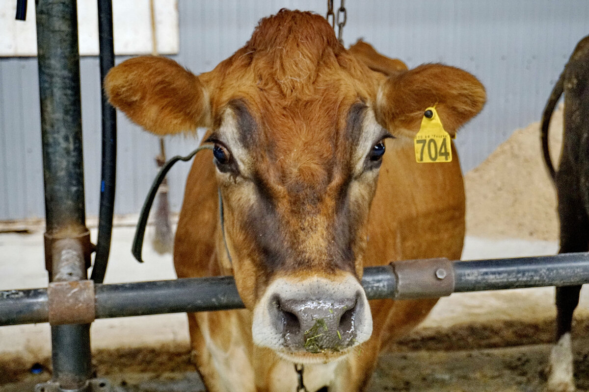 Одна из ферм компании АгриВолга