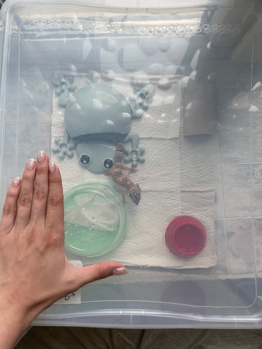 Стандартный контейнер для эублефара с проточной вентиляцией 