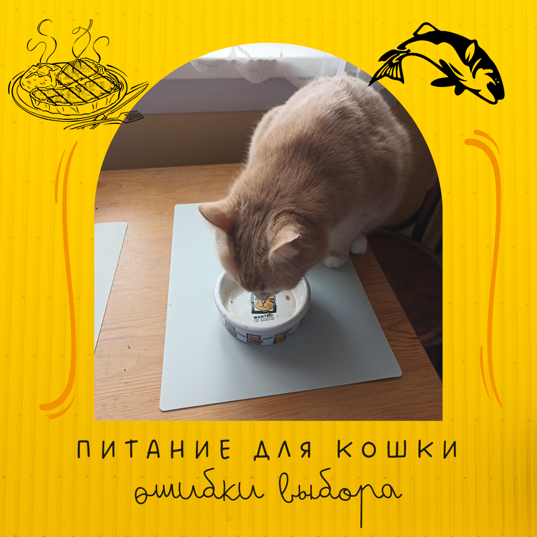 Кормление котят, кошек и котов