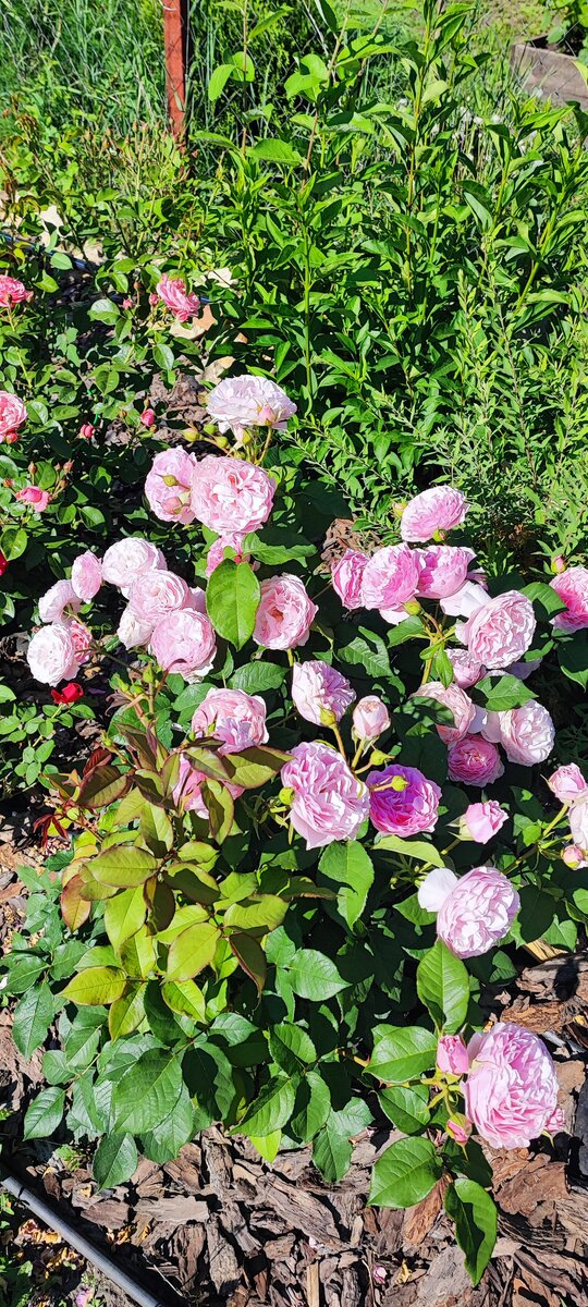 это самое начало цветения