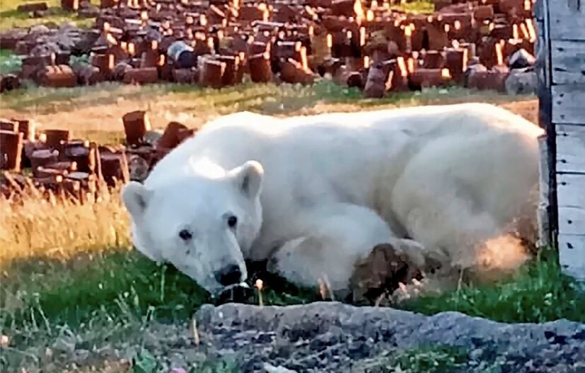 Тот самый белый мишка, которому оказывали помощь. Фото из «Яндекс.Картинки».