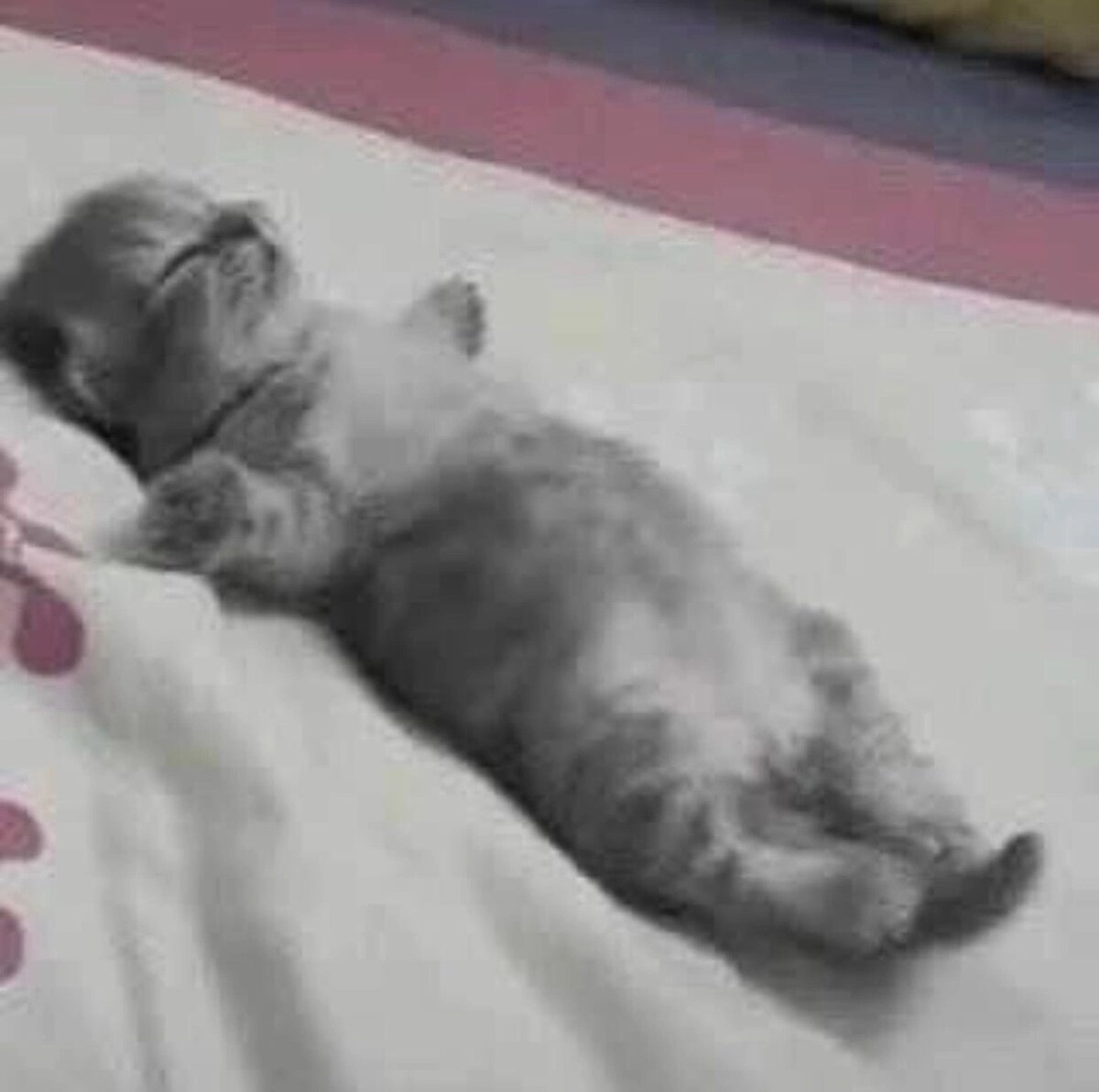Котик ( является) уставший. Cat is tired