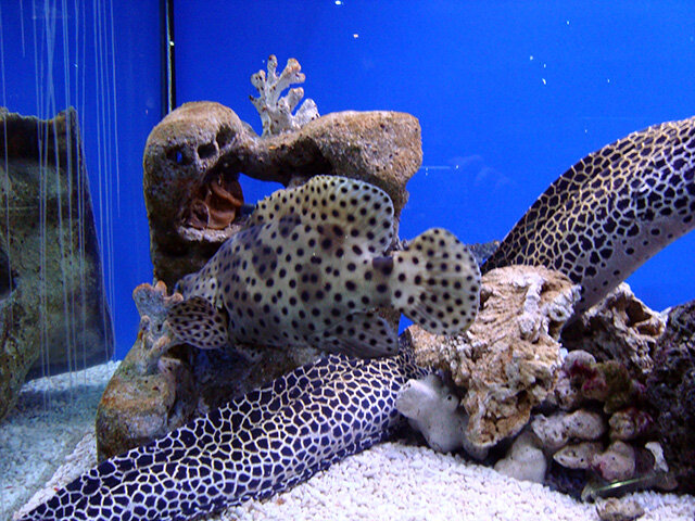 Обитатели аквариума (галерея - стрелка вправо).