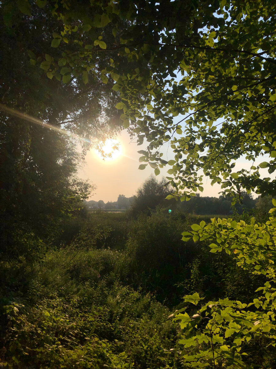 Красоты летнего леса.река "Волга"