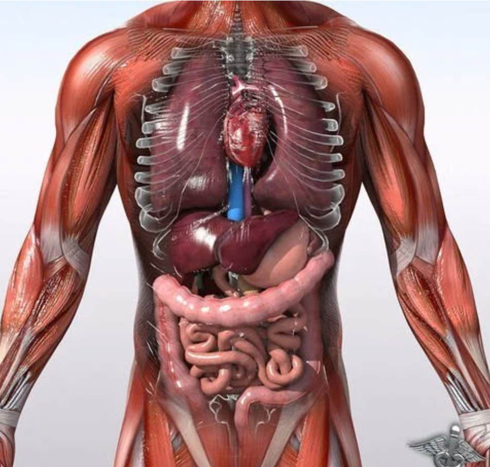 Сладостный организм. Анатомия человека. Анатомия тела. Внутренние органы.