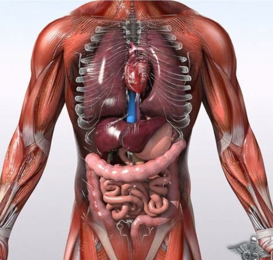 Анатомия москва. Внутренние органы. Человеческое тело.