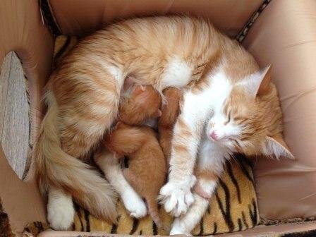 рыжий котик маленький. рыжий котёнок только родился. фося. рыжий новорожденный котенок. рыжие коты.