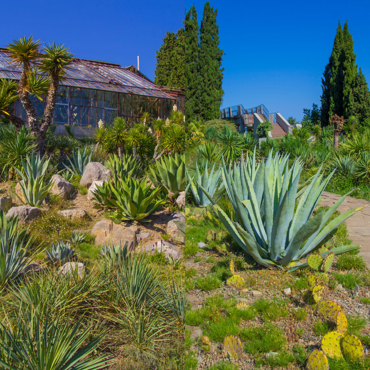 Ветвистая возле теплицы-это юкка южная