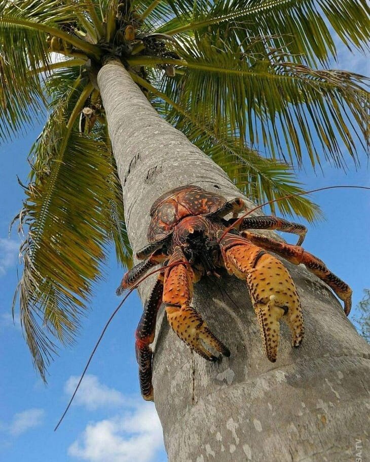 Фотографии пальмового вора