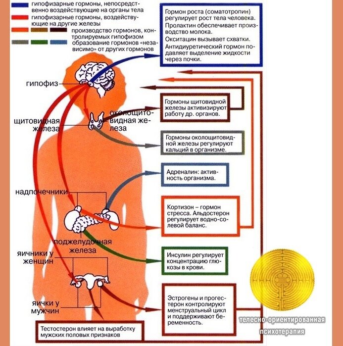 Пять типов характеров